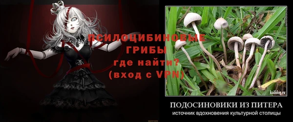 индика Бородино